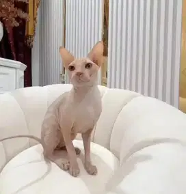 Kucing jantan Sphynx 2 tahun