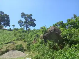 Jual Cepat Kebun Durian Murah , Sebelah Pemandian Humaira Lhoong