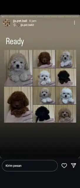 Toy poodle jantan betina