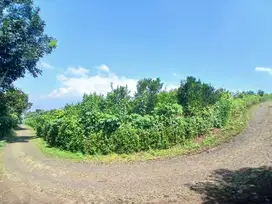 Kebun Jeruk Produktif di Bumiaji Batu Cocok Untuk Investasi