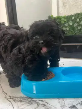 Open Donasi Anjing Shitzu mix Poodle (Shipo)