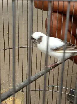 Kenari loper panda simetris