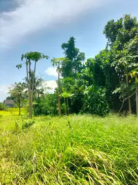 Tanah Strategis Dijual di Ubud Gianyar Cocok untuk Villa