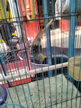 Burung parkit biasa