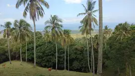 Dijual Tanah Murah View Laut di Selemadeg, Tabanan