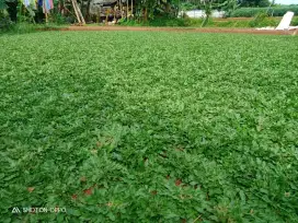 Rumput gajah mini