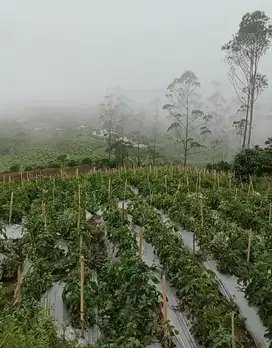 Tanah kebun PANGALENGAN 1,5 Ha, akses mobil