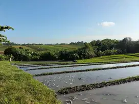 Tanah yeh gangga tabanan bali