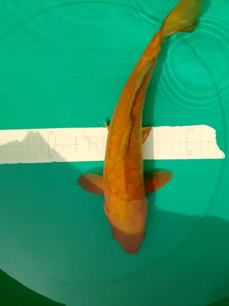 Ikan koi jenis Cagoi Doitsu Aragoke 37cm