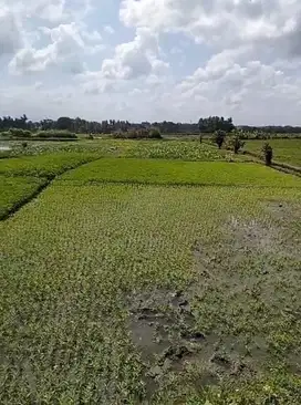 Tanah View Sawah di Kedungu Tabanan Bali, SHM, Dekat Ciputra