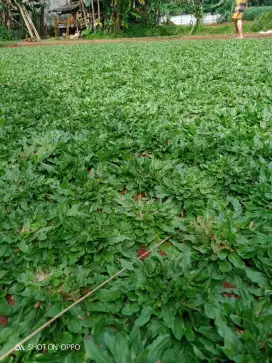 Rumput gajah mini hijau