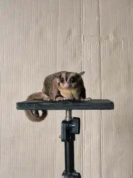 SUGAR GLIDER OBES