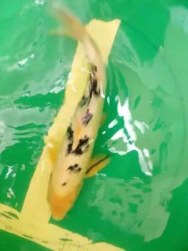 Ikan koi jenis Bekko 38cm pola bagus