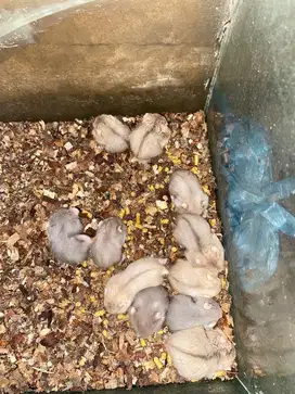 Hamster syrian alalak