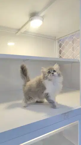 Kucing kitten ras persia longhair bulu kapas