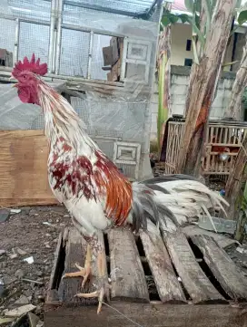 Ayam jago Kampung buat pacekan atau di opor