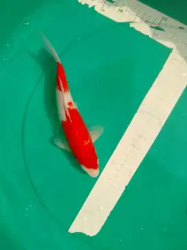Ikan koi jenis Kohaku 28cm