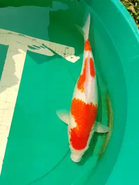 Ikan koi jenis Kohaku 40cm betina