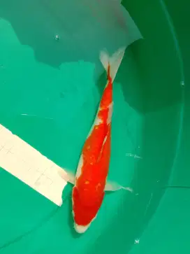 Ikan koi jenis Kohaku 28cm