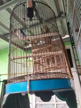 Jual hewan pliharaan