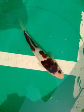 Ikan koi jenis Goromo 27cm