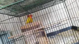 Dijual sepasang love bird +kandang ternak