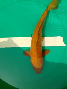 Ikan koi jenis Cagoi Doitsu Aragoke 37cm
