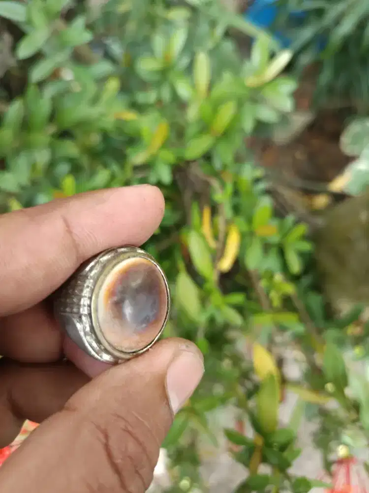 Cincin buntat galambuai laki