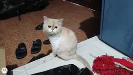 kucing persia flatnose jantan siap kawin