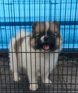anak anjing minipom no mix betina