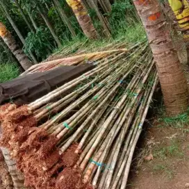 Jual Pohon  Bambu Jepang