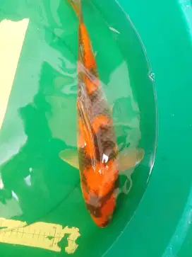 Ikan koi jenis Hi Showa 45cm