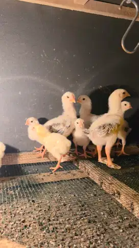 Anak Ayam Indio Gigante Ori Usia ±2 Minggu