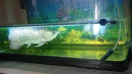 Arwana golden red jumbo