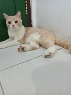 British Male Bico cream