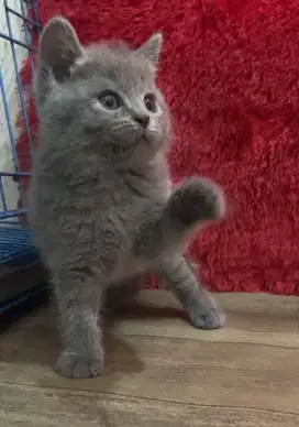 Kucing brittish shorthair line import
