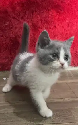 Kucing brittish shorthair line import