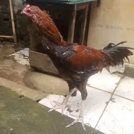 Ayam Jenis Mangon x pakhoy