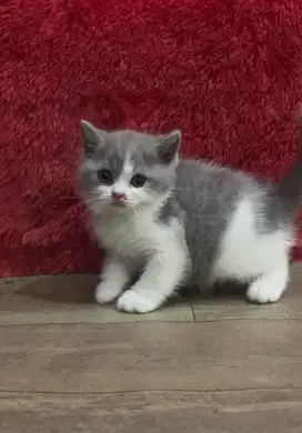 Kucing brittish shorthair line import