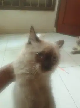 HIMALAYA JANTAN UMUR 5 BLN
