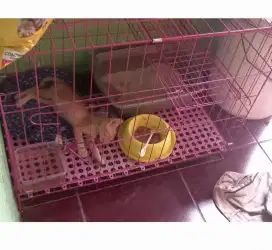 Kadang kucing lipat,2tingkat