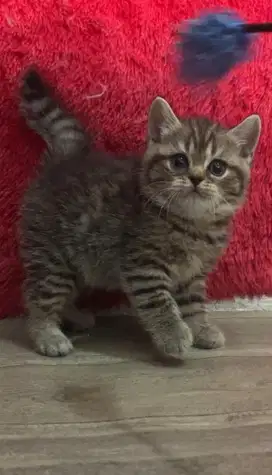 Kucing brittish shorthair line import x scottish fold