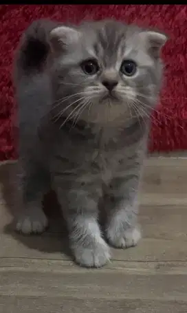 Kucing brittish shorthair line import x scottish fold