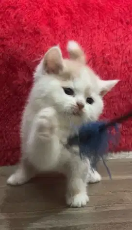 Kucing brittish shorthair line import x exotic