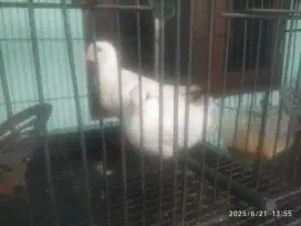 Burung puter sepasang