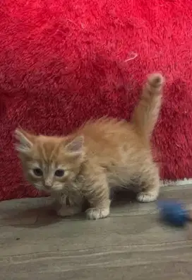 Kucing Scottish fold x munchkin