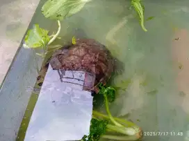 KURA KURA dan Aquarium