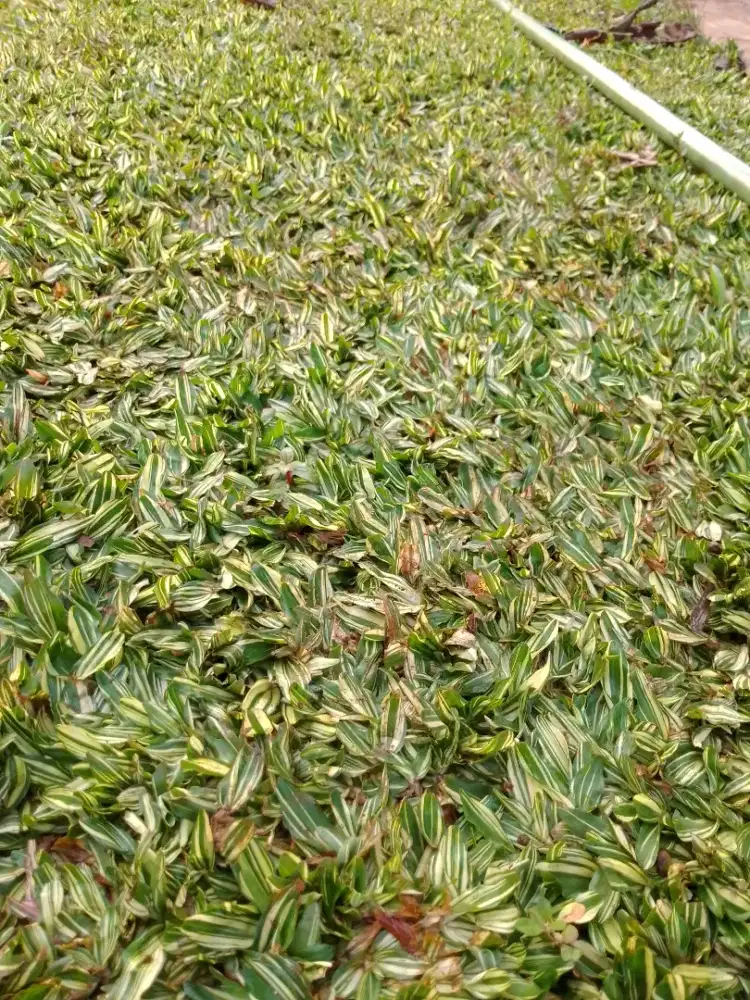 Tukang rumput gajah varigata