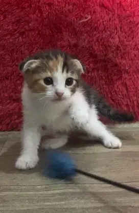 Kucing Scottish fold x munchkin