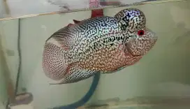 Ikan Louhan cencu